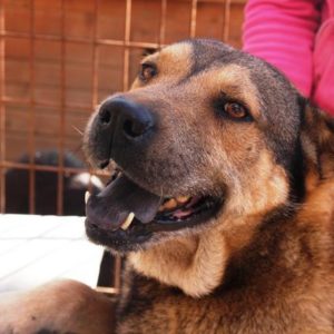 GRIFFIN - reserviert Manuela - vermittelt