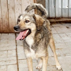 GRISU - RBB 02.010.21