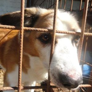 GULLIVER - Gnadenplatzhund seit dem 01.12.2018 *RBB 08/22*