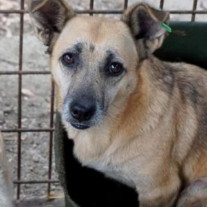 GUNDIE - reserviert für Gnadenplatz - ausgereist