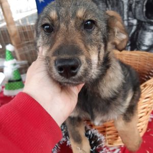 DALIAH - hat Interessenten NadineH - vermittelt