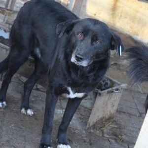 HANKO - vermisst 08/2021