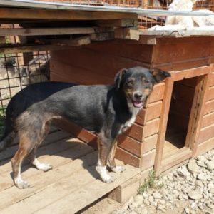 HAPUKI - vermisst 11/2021