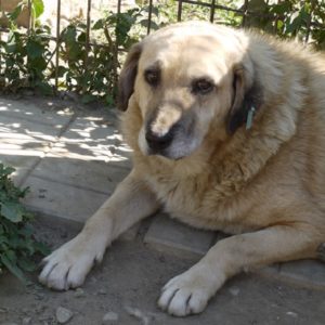 HAYET - vermisst 08/21