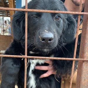 NAYA - reserviert Tierhilfe Lebenswert DR - vermittelt