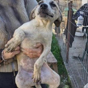 HILLY (Doppelerfassung)