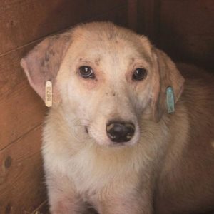 HUBERTUS - vermisst 08/21