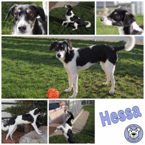 Hessa in 90542 Eckental b. Nürnberg *reserviert*