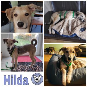 Hilda in 63773 Goldbach / Bayern