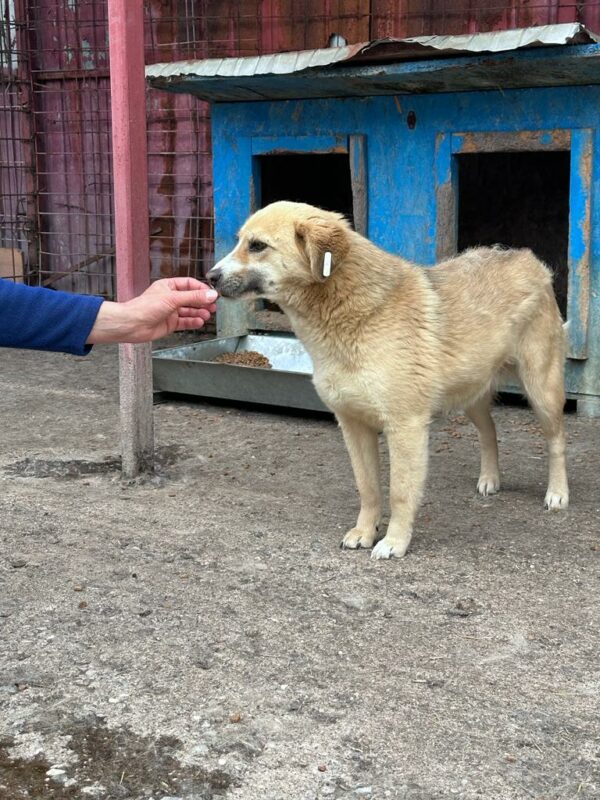 LEVIA - seit mind. 2019 im Shelter - ausgereist zur Tierhilfe Lebenswert – Bild 7