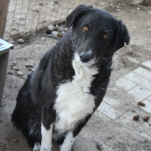 GRETEL - reserviert TH Gelnhausen - vermittelt