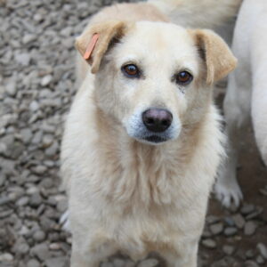 NEVIN - reserviert Betty vermittelt