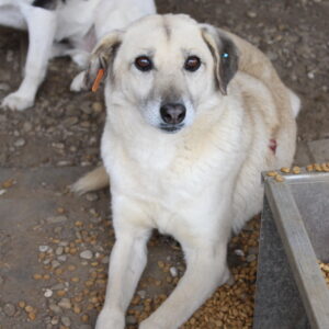 PAWLOWA - Behandlung aufgrund eines Tumors - auf Pflegestelle in PLZ 5 *vermittelt*