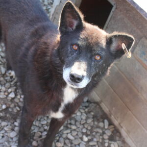 KING - reserviert für Tierhilfe Lebenswert - vermittelt