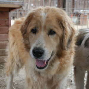 LORD - reserviert TSH Hahnenberg vermittelt