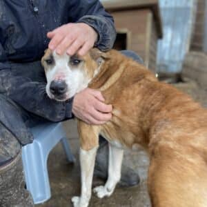 HILTJA - NOTFALL - zu dünn - Hautprobleme - Staffmix (DNA Test erfolgt) - ausgereist nach AT