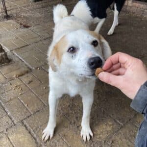 VALEA (NIKY) - war seit 2017 im Shelter - PDR PS im PLZ Bezirk 58 - vermittelt