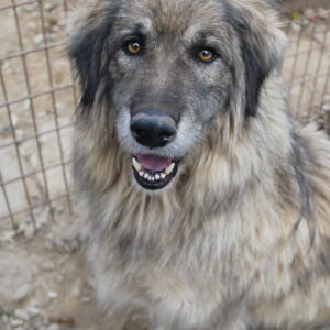 MICHAEL - seelischer Notfall - reserviert TH Gifhorn - vermittelt