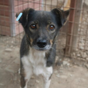 TOSHA - Notfall - viel zu dünn, Mobbingopfer! - reserviert Tierhilfe Lebenswert DR