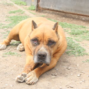 OLD TYRONE - RBB 01/23