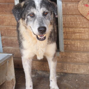 MIRKO - reserviert Betty vermittelt