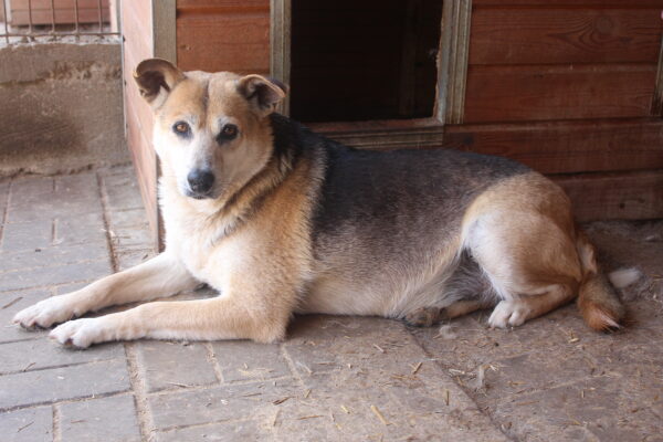 KAJAL (BUCK) - lebte seit 2016 im Shelter - auf PDR PS im PLZ Bezirk 96 - vermittelt – Bild 20