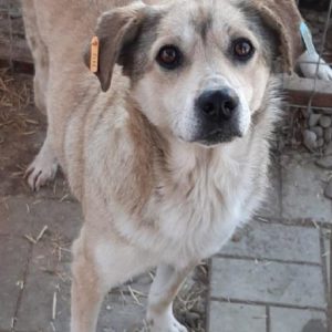 INDIE - reserviert TST Rösrath vermittelt