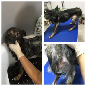 INGE - reserviert Alexandra - vermittelt