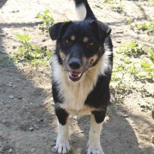 INKERI - reserviert NadineH - vermittelt