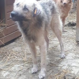 IVAN - vermisst 08/21