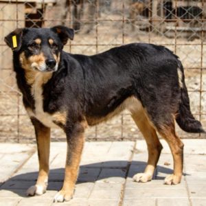 IVYH (ggf. Nolea) - vermisst 02/23