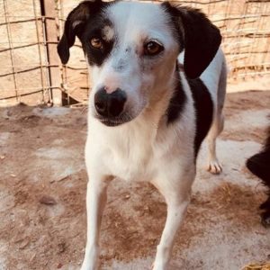 JAMILIA - reist auf PS in PLZ 1 - vermittelt