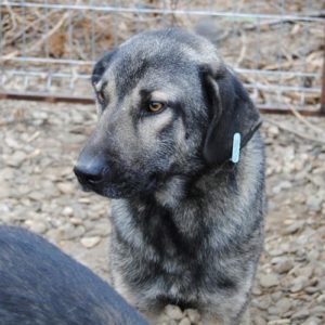 JARGO - reserviert Manuela - vermittelt