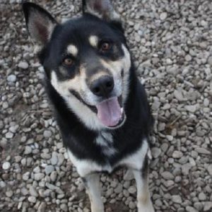 JARSHA - reserviert THL DogR (NadineZ 12/20) - vermittelt