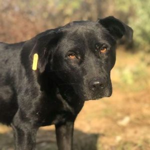 JOCELYN - vermisst (seit 2021)