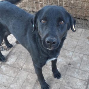 JOHN LENNON - reserviert Manuela - vermittelt