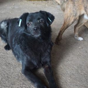 JUNO - reserviert ArcheNoah - vermittelt