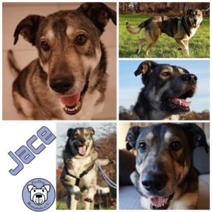 Jace in 64846 Groß-Zimmern - vermittelt