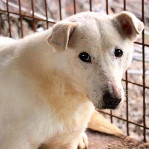 KADI - aktuell keine Vermittlung - vermisst 08/2021