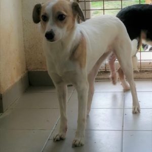 KAIRANA - reserviert Tierhilfe Lebenswert DR - vermittelt