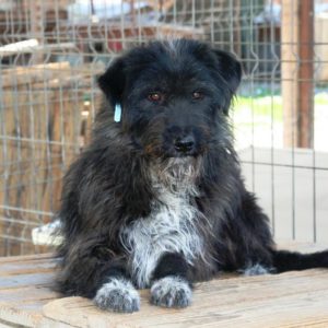 KARIM - reserviert SchnauzerNothilfe (GC) - vermittelt