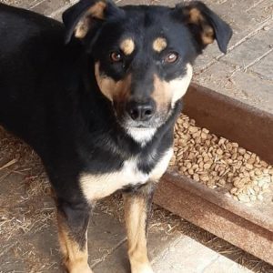 KARISA - reserviert PVA - vermittelt