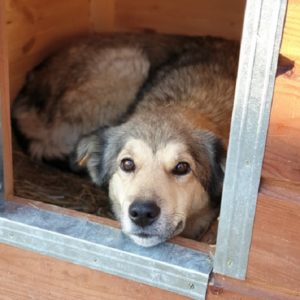 KARJA (KARJAN) - Notfall - auf Pflegestelle in PLZ 4 - vermittelt