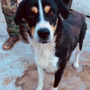 KATINKA - reserviert NadineH - vermittelt