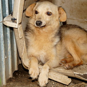 KEANU - Gnadenplatzhund seit dem 15.09.2018 - vermittelt