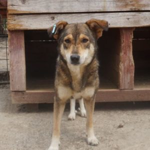 KEKS - reserviert Tierhilfe Lebenswert DR - vermittelt