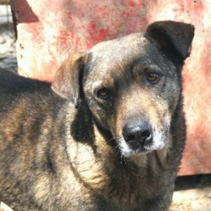 KENOBI - reserviert THL DogR (12/20) - vermittelt