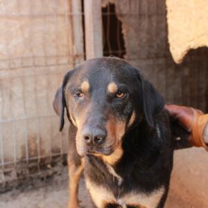 KERMIT - auf Pflegestelle in PLZ 4 - vermittelt