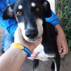 KIRI - Staupetick im Hinterlauf - reserviert PS Vulpius - vermittelt