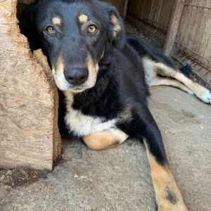 KISVANA -  reserviert THL - vermittelt